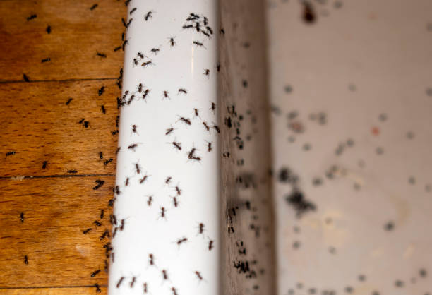 Best Cockroach Control Services  in Sylva, NC